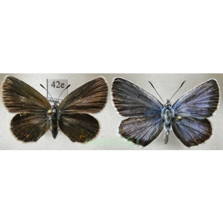 Plebejus argus (Linnaeus, 1758) pair Poland42e